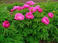 /album/lantro-della-strega/a799px-paeonia-officinalis-001-jpg/