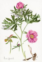 /album/lantro-della-strega/casadei-peonia405x600-jpg/