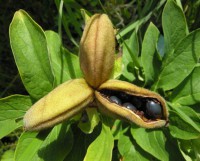 /album/lantro-della-strega/paeonia-officinalis-subsp-officinalis17451-jpg/