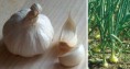 /album/galleria-foto-piante-medicinali/aglio1-jpg1/